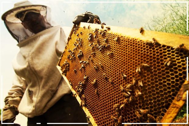 Apicultor inspecionando os favos da colmeia